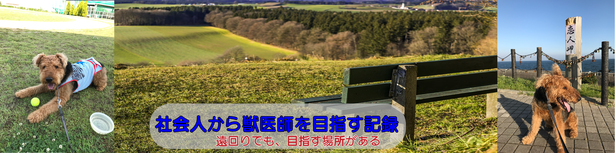 社会人から獣医師を目指す記録